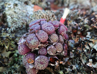 Conophytum truncatum ssp. truncatum var. wiggettiae