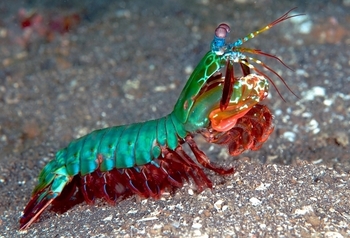 Udang Belalang Merak Makhluk Penghancur Dari Dasar Lautan Re Tawon