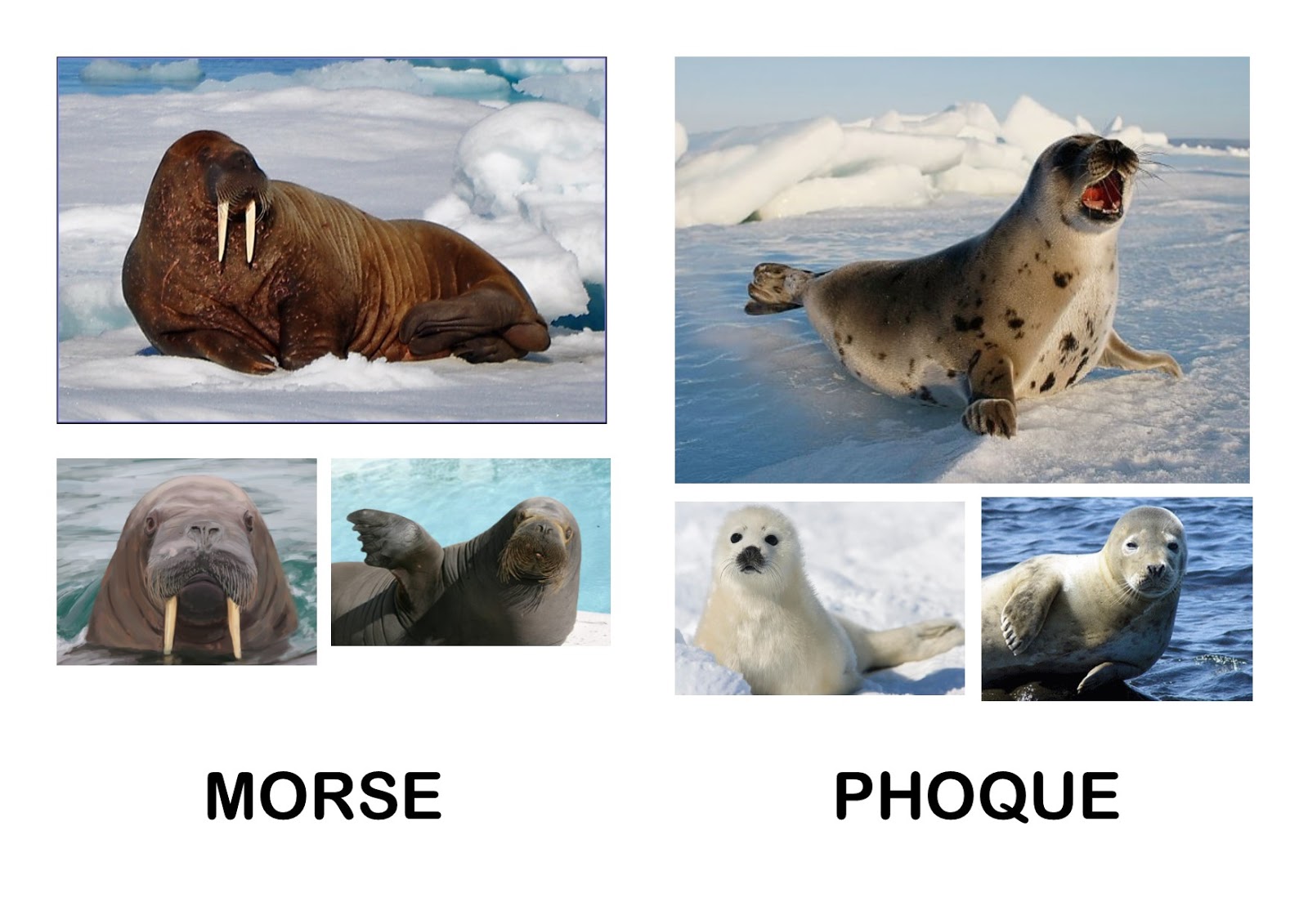 Imagier de la banquise et des animaux polaires - Imagier des