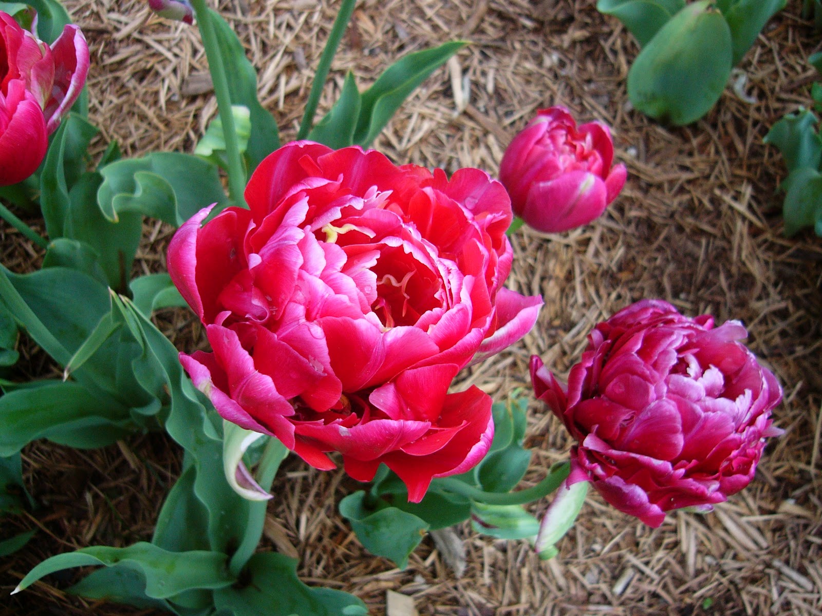 sicilian-spring-flowers-in-texas