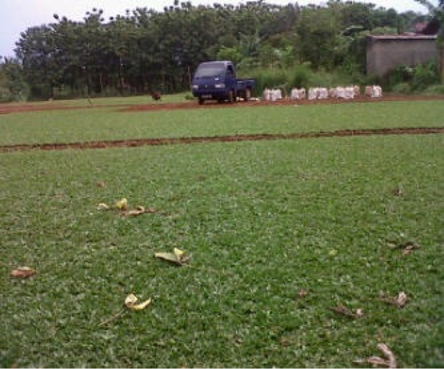pusat biji benih rumput bermuda rumput taman lapangan pusat biji benih rumput bermuda rumput taman lapangan