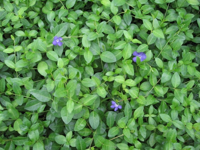 Vinca or Periwinkle is invasive whatever you call it