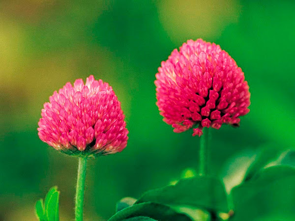 Herb of the week: Red Clover