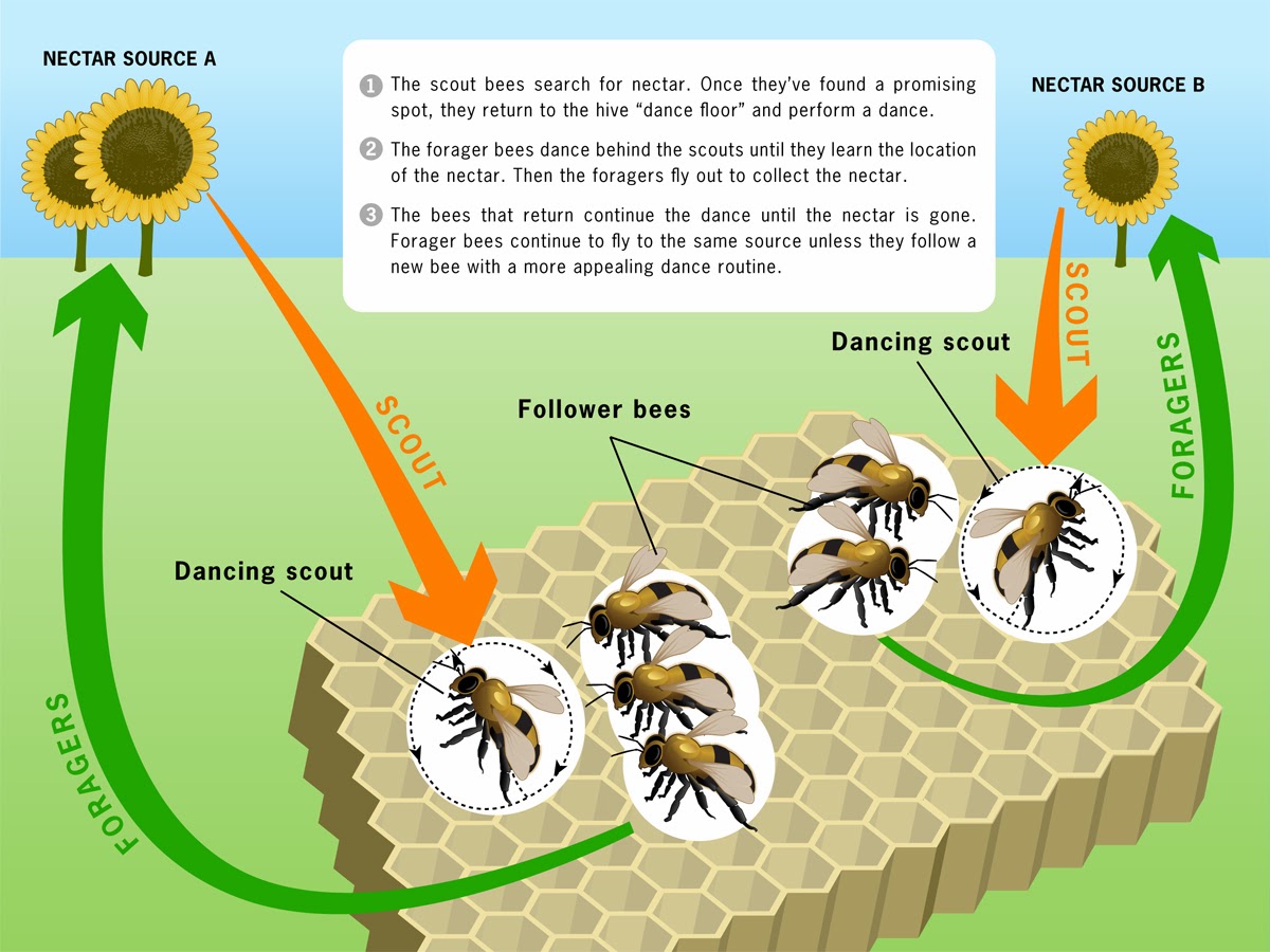 Honey Bees Communication 2