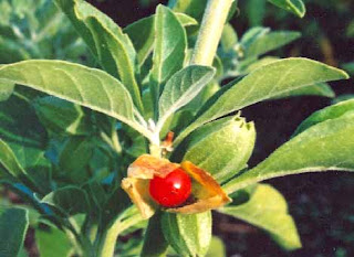 ashwagandha benefits and side effects. ashwagandha benefits and side effects.