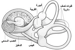 ما هو الجهاز الدهليزي Vestibular System 