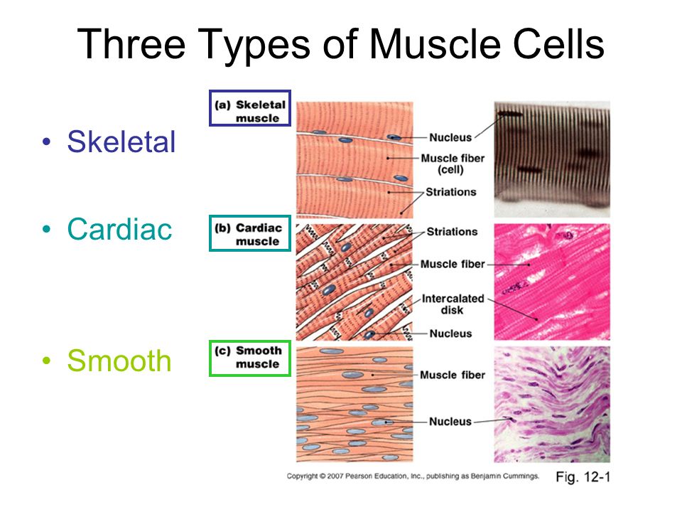 Muscle Tissue Types And Functions