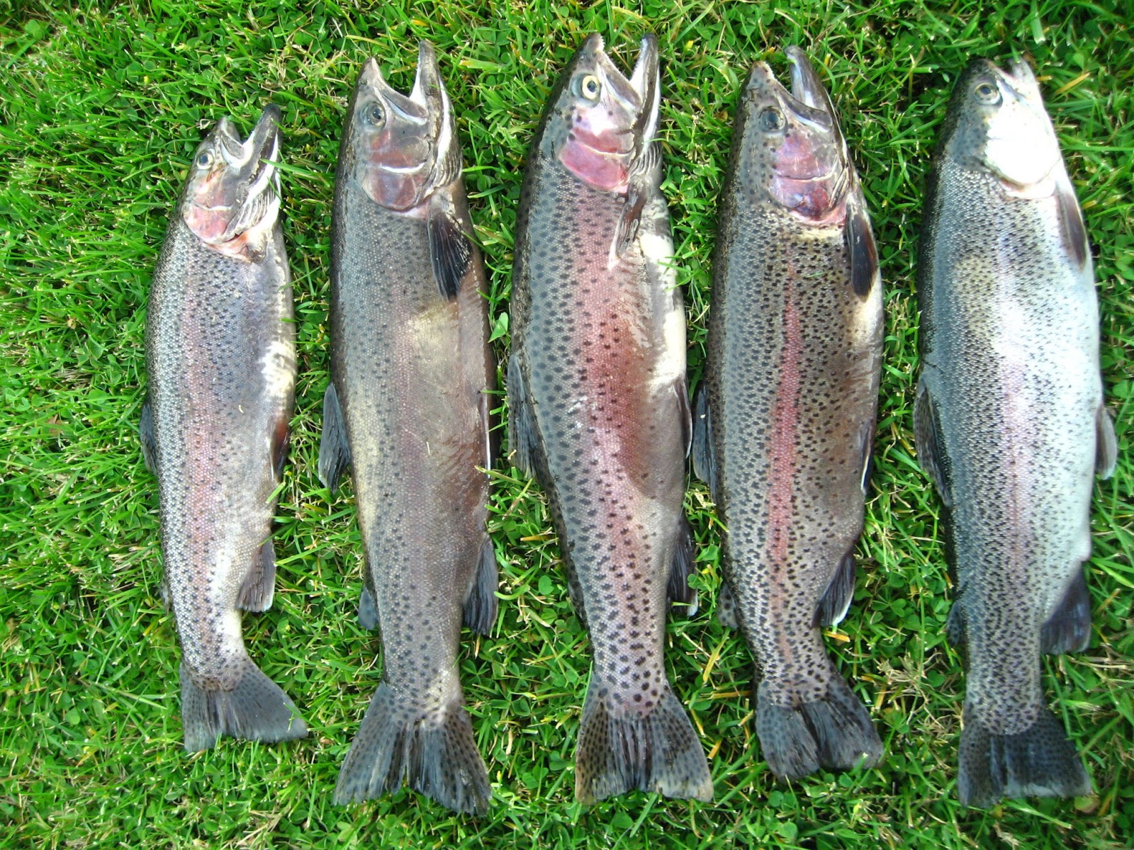 The Fishing Doctor's Adventures Big Bear Lake Early April Rainbow