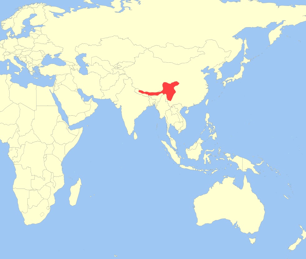 ареал панды. большая панда ареал. ареал панды. малая панда ареал обитания.