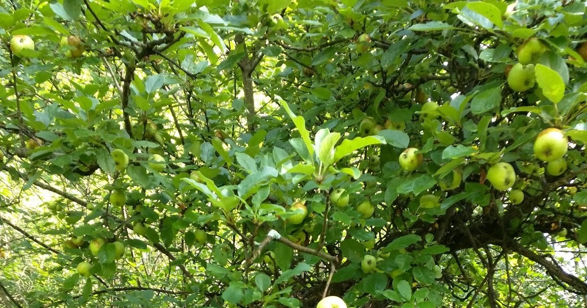 Red Squirrel Farm Blog "Wild" Apple Trees