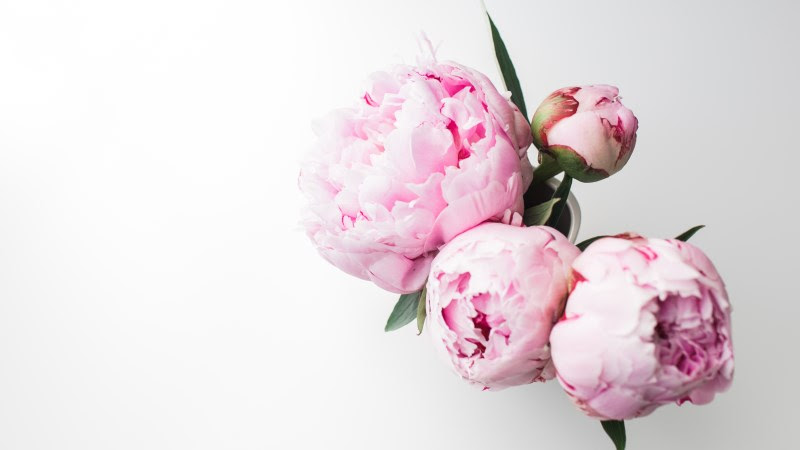 Bouquet of Peonies 2