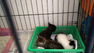 3 Kittens In New Home 3 Kittens In New Home