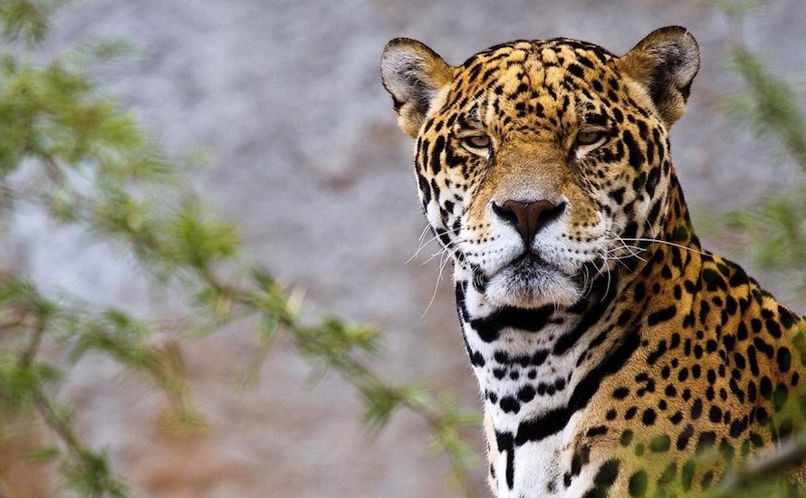 Espectacular avistamiento de un jaguar en Playa del Carmen I Love Cancun