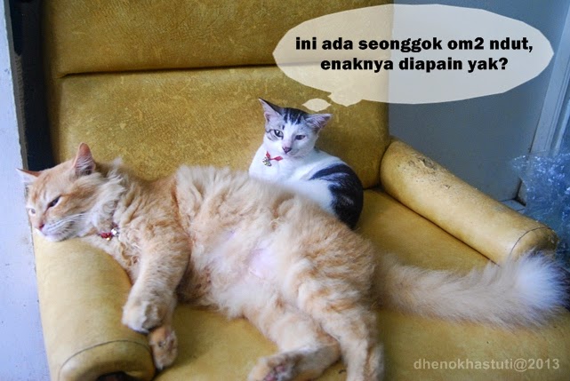 Gambar Kucing Lucu Komentar Facebook Dulayex Blog