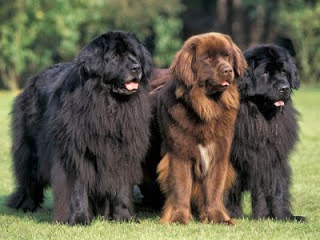 newfoundland dog family