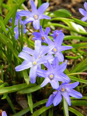 Chionodoxa Glory of the Snow by garden muses-not another Toronto gardening blog