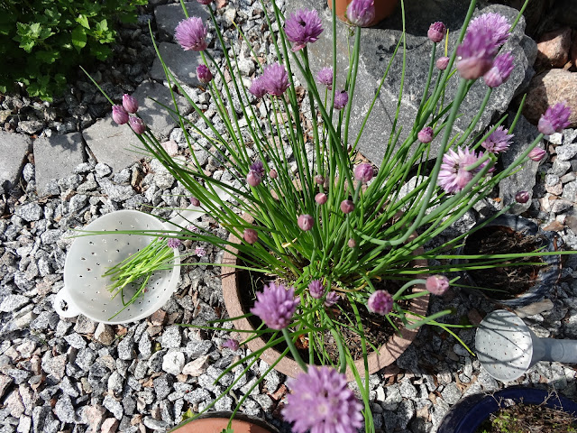 nationaldagen+(3) - Bilder från en Nationaldag