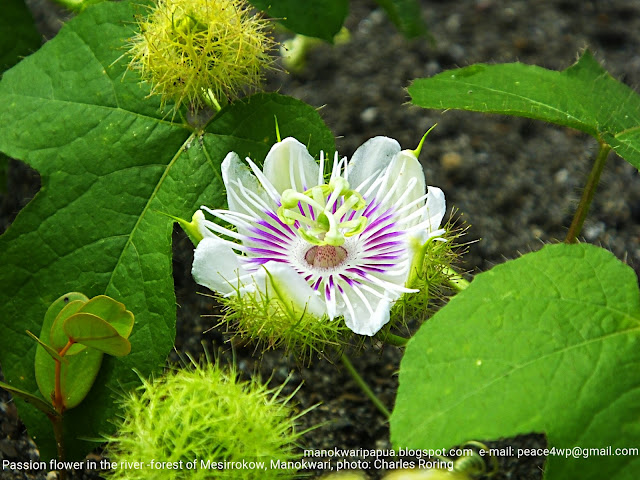 passion flower in West Papua