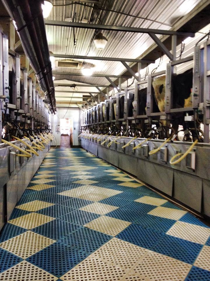 Kimmi S Dairyland Dairy Faq How Has Dairy Farming Changed