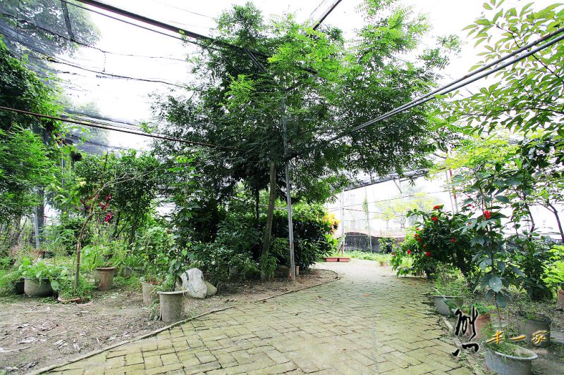 高雄阿蓮親子景點|農春鎮生態教育農場