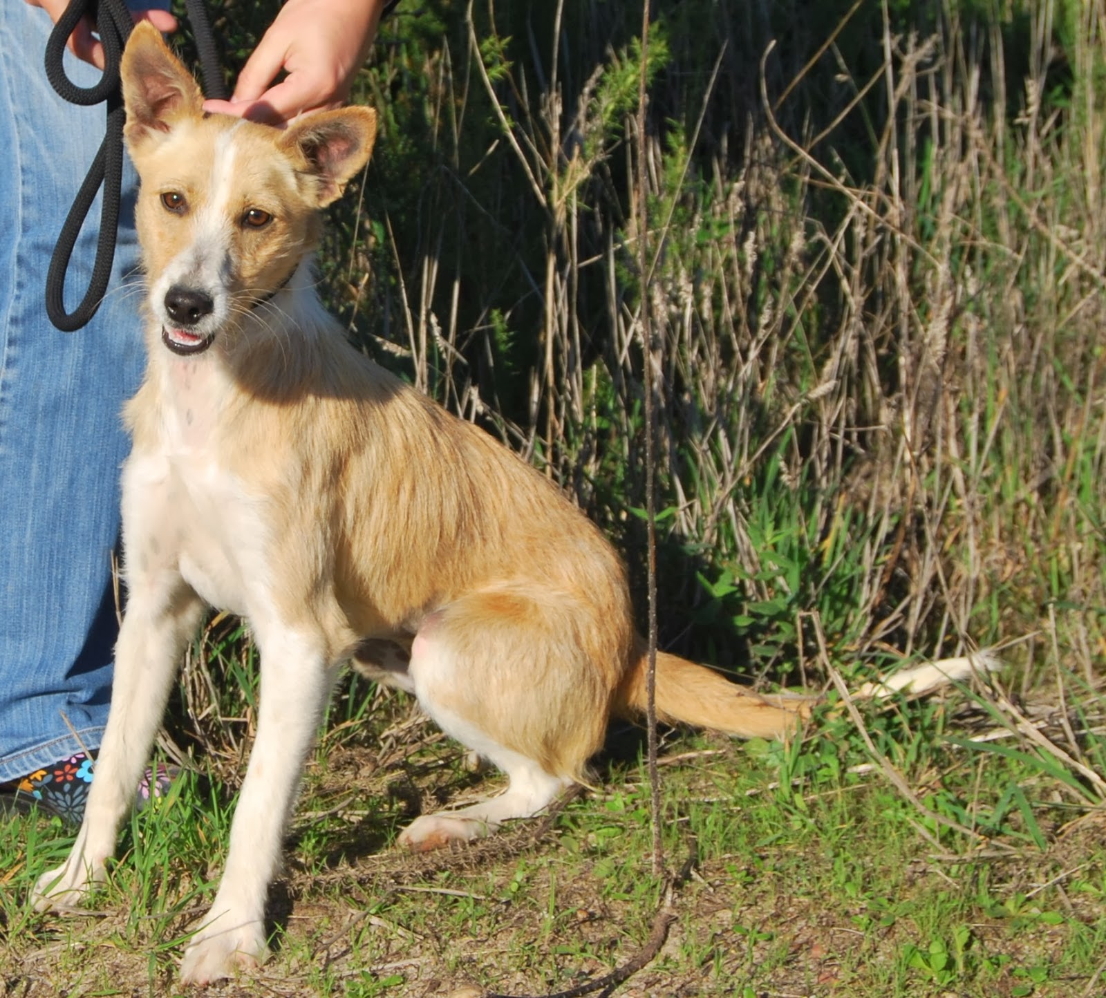 Hunde aus ZentralPortugal adoptieren Dezember 2013