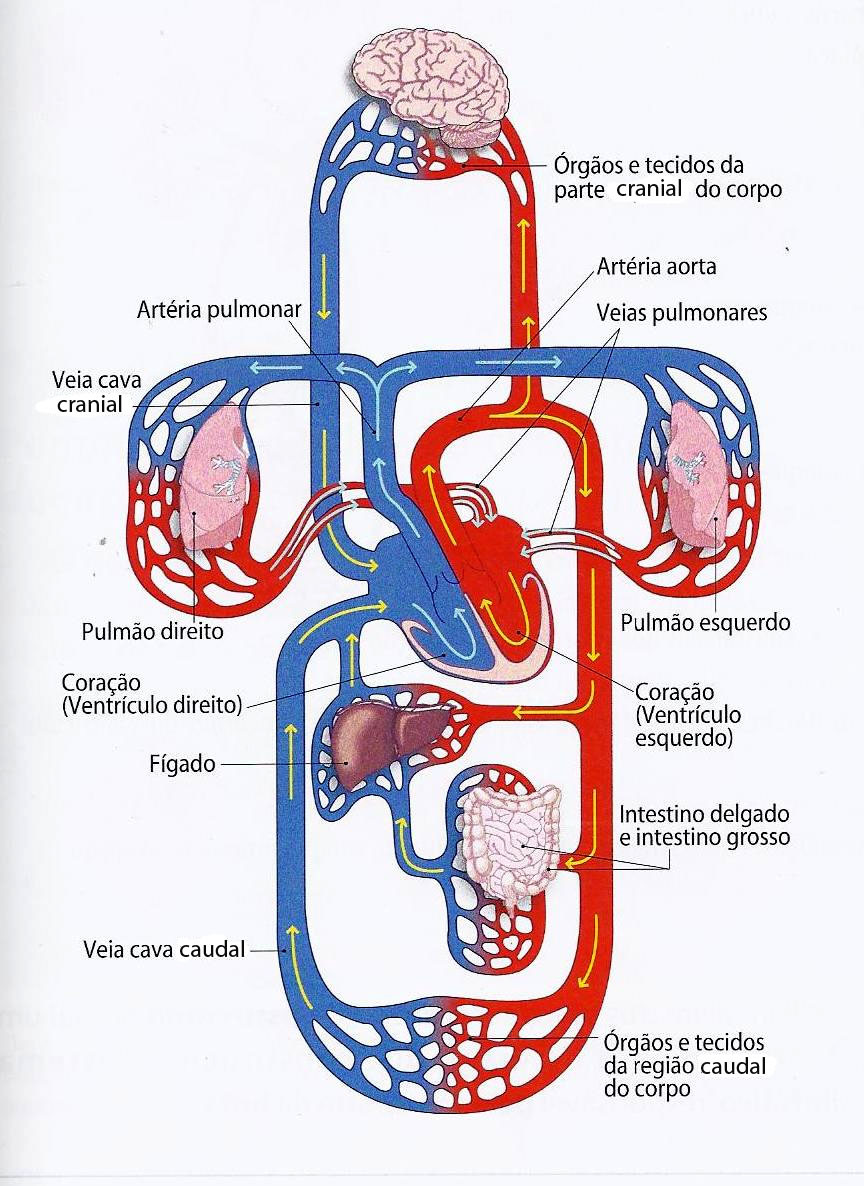 Sistema Circulatorio Generalidades Artery Heart Vrogue
