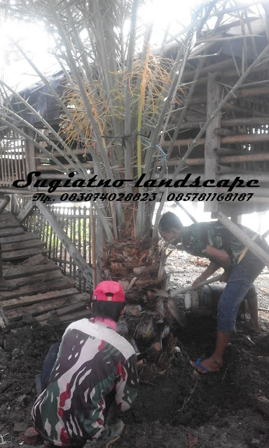 jual pohon kurma berbuah tukang taman grosir tanaman hias jual pohon kurma berbuah tukang taman grosir tanaman hias