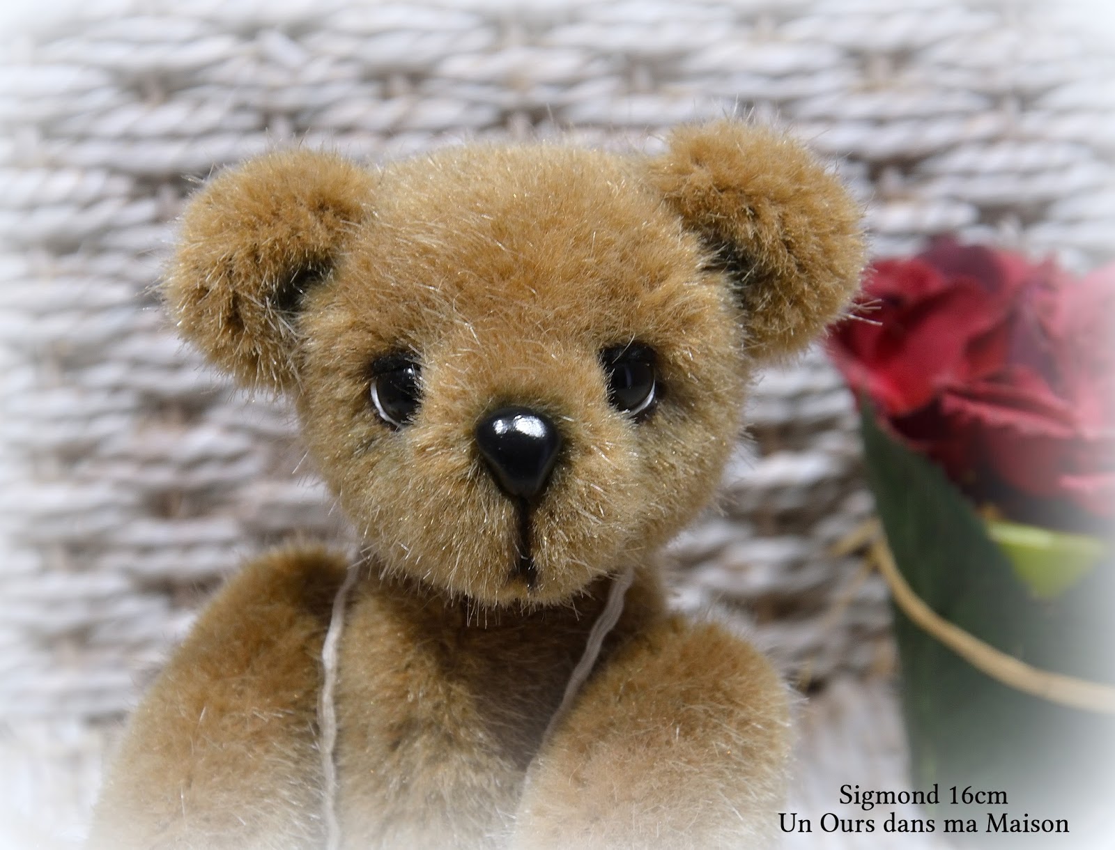 ours teddy cache cache