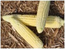 Tumbuhan-Tumbuhan Penghasil Sumber Energi Alternatif - Zakipedia