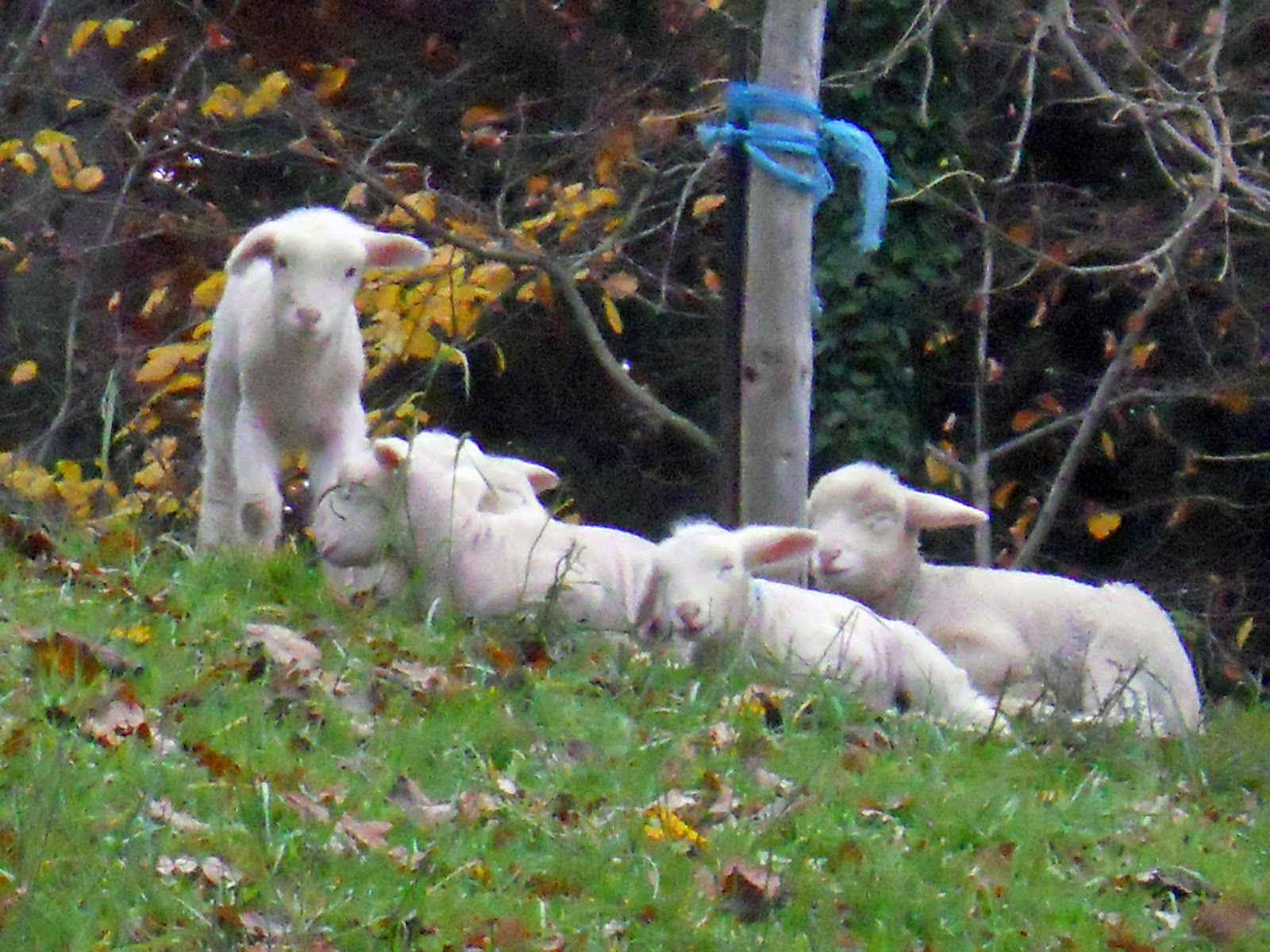 2R Schafe Kleine Lämmer schlafen gerne