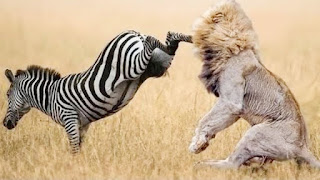 wild-animal wild-animal