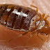ความลับของตัวเรือด - Bed Bugs Hate and Love Certain Colours!