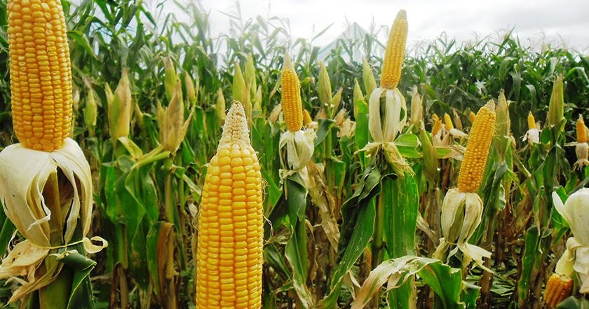 Dunia Tani Joyo Jenis Jenis Jagung Yang Perlu Kamu Ketahui