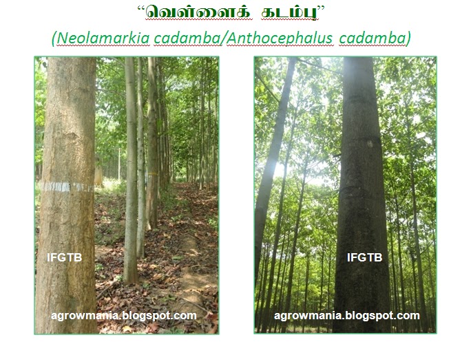 Agroforestry - A blog on Agrihortisilviculture: Anthocephalus cadamba ...
