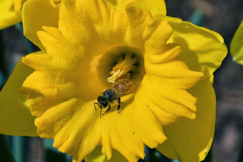 Carolina Honeybees Pickens SC Spring flowers