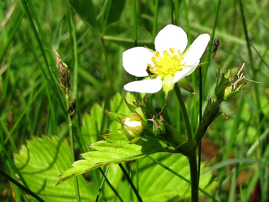 Poziomka pospolita (Fragaria vesca). Poziomka pospolita (Fragaria vesca).
