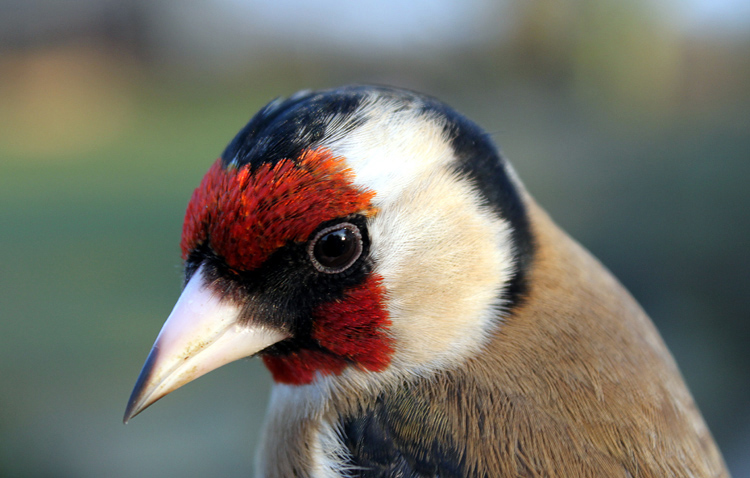 Another Bird Blog: More About Goldfinches