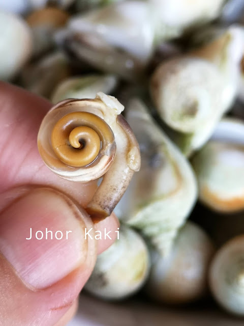 Eating Gong Gong during Padang Melang Festival: Sea Snail Icon of Batam, Bintan and Anambas Gong Gong Sea Snail