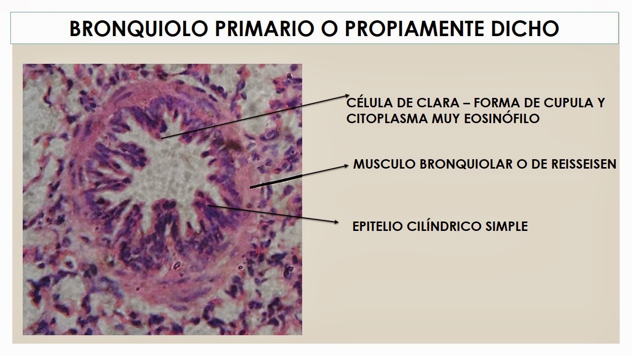 TEMAS MÉDICOS: HISTOLOGÌA PULMON