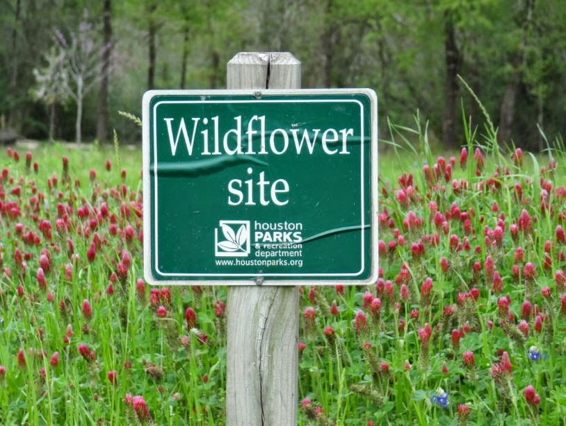 Houston in Pics First and other Springtime wildflowers in