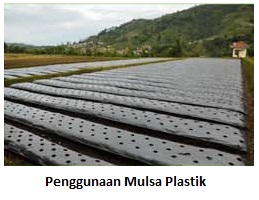 Panduan Singkat Dan Padat Cara Membudidayakan Cabai Merah Panduan Singkat Dan Padat Cara Membudidayakan Cabai Merah