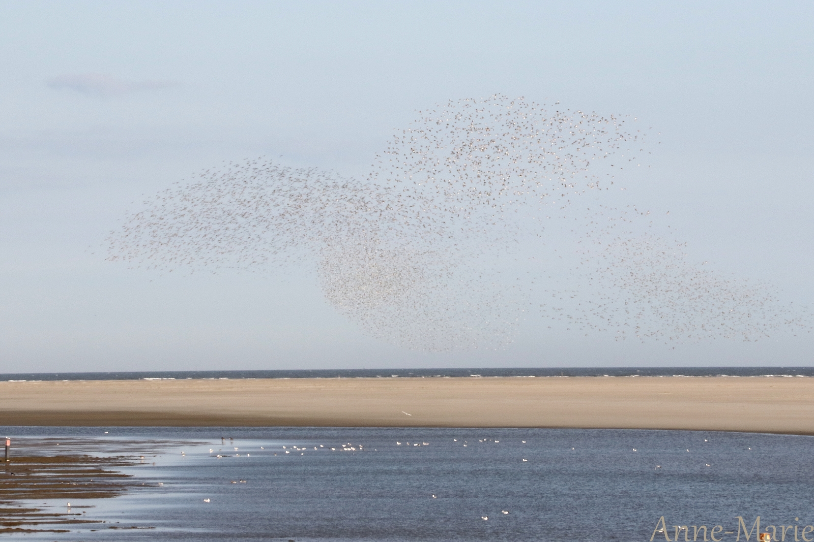 Puur natuur: ameland........
