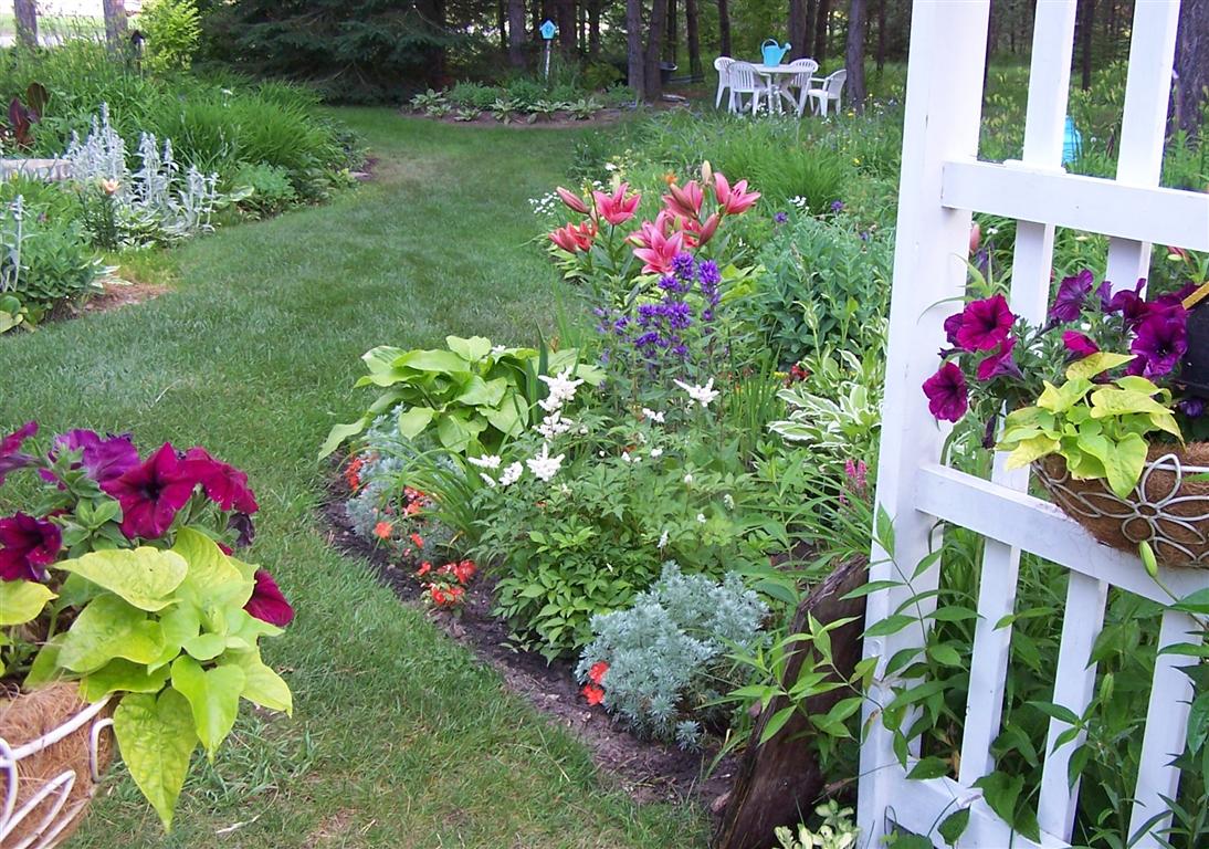 Perennial Passion Asiatic Lilies