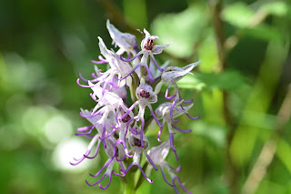 Orchis simia (flor del simi). Fotografia de Josep Espí Orchis simia (flor del simi). Fotografia de Josep Espí