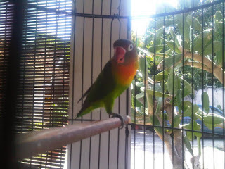 lovebird rontok bulu lovebird rontok bulu
