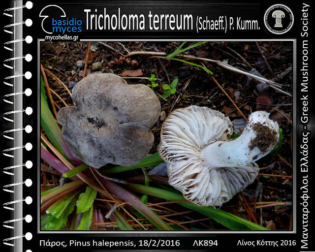 Tricholoma terreum (Schaeff.) P. Kumm.