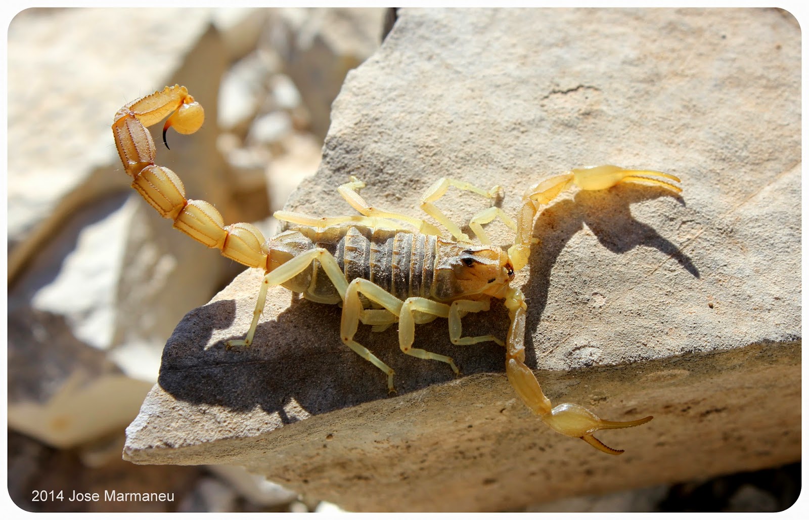 Grubial, image size:1600x1028