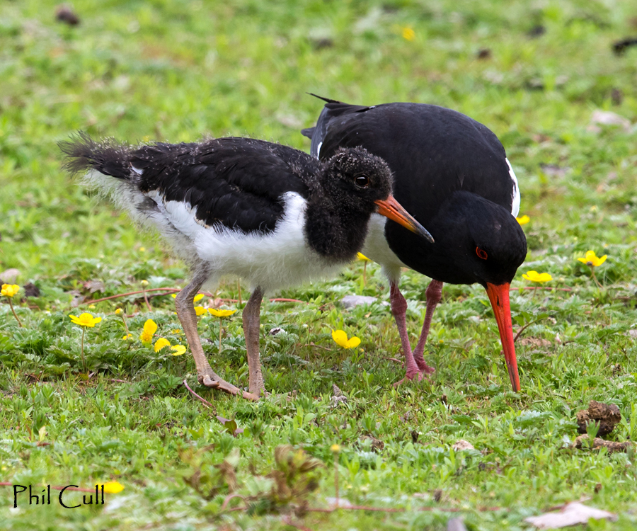 Phil Cull Wildlife Photography June 2016 Young Oyster Catcher almost