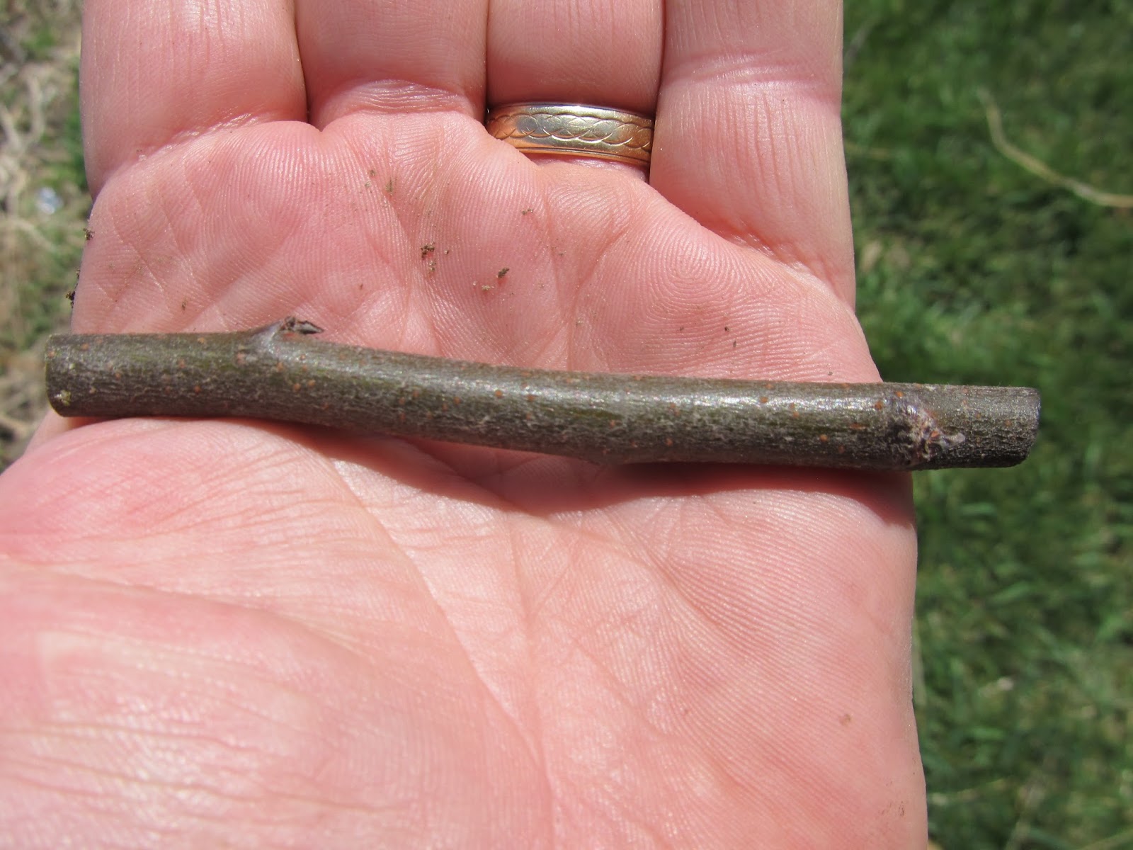 Eaton Rapids Joe Grafting quince today