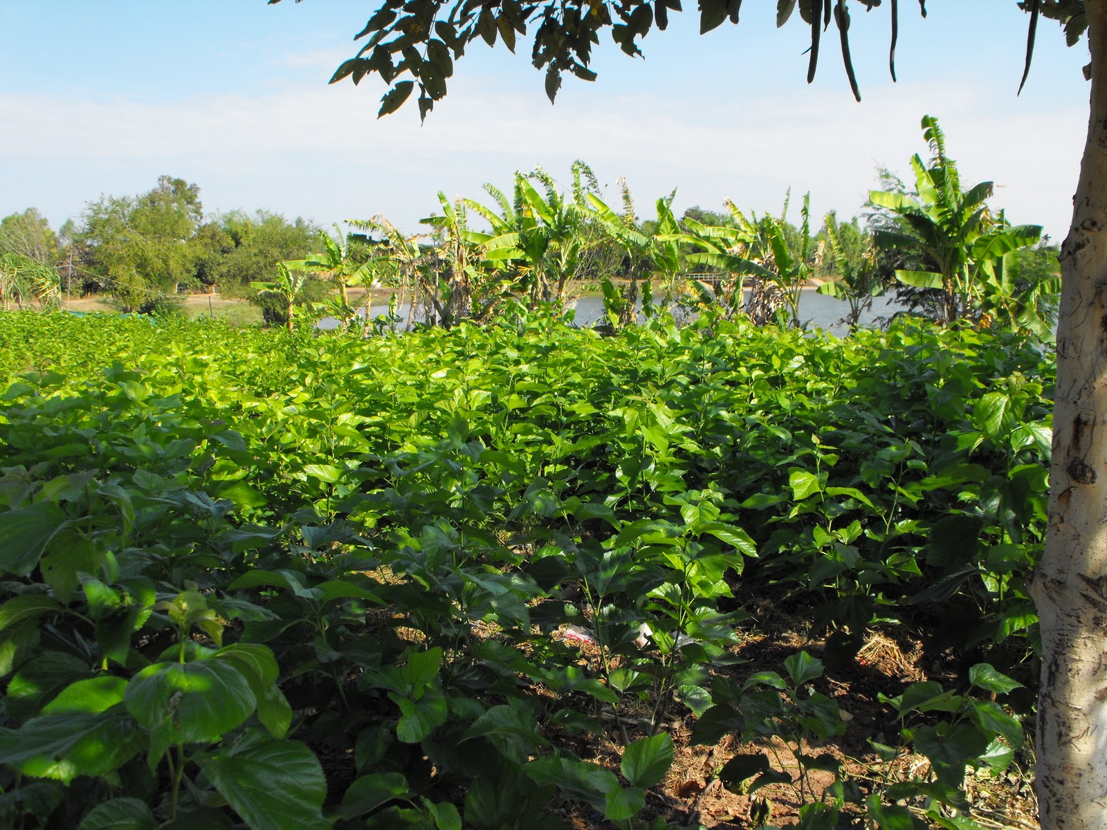 knits & stitches a creative life A Visit to a Silk Village in NE